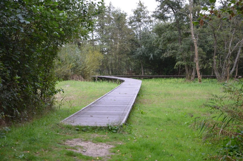 Park Narodowy Zwin w Knokke Heist. Belgia. 